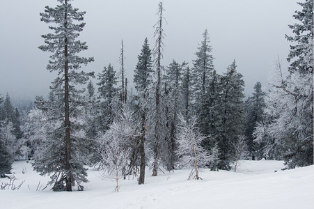 山冬季风景坡上雪覆盖的雨林颜色蓝温度图片