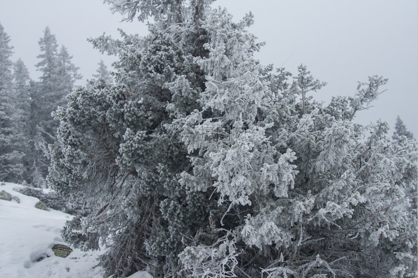 颜色山冬季风景坡上雪覆盖的雨林冷冻户外图片