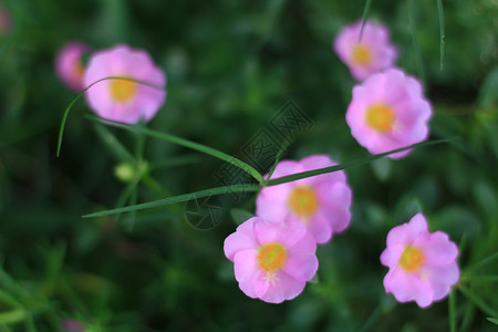 花园夏天贝多拉加草图片