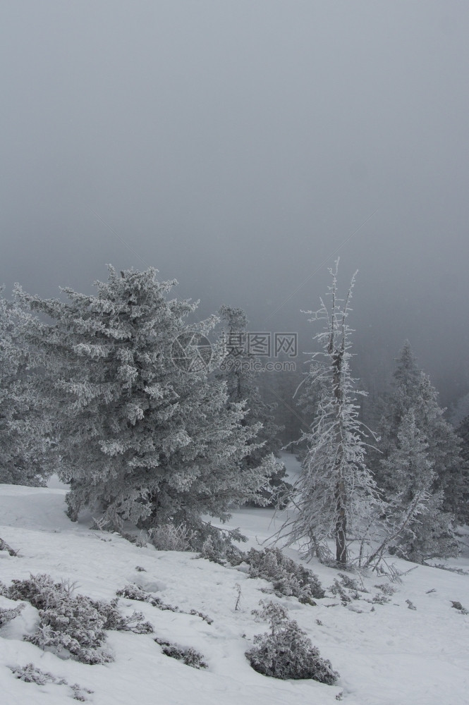 山冬季风景坡上雪覆盖的雨林树奥夫钦尼科林间空地图片