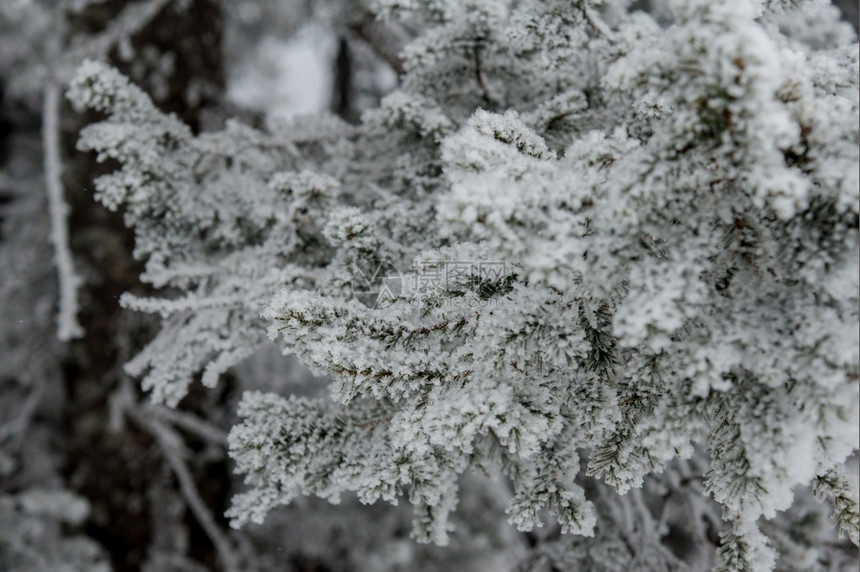 白色的非城市山冬季风景坡上雪覆盖的雨林冷杉图片