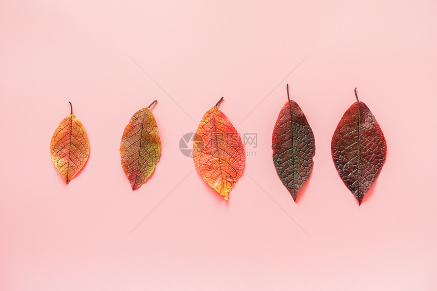 粉色背景上一排五颜六色的秋叶图片
