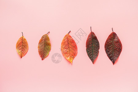 粉色背景上一排五颜六色的秋叶图片