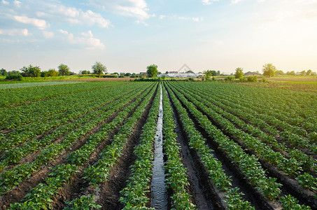 滋润通过马铃薯种植园的灌溉运河供水提田地给欧洲农耕作物带来生命水分的农田灌溉欧洲耕业花流控制运动工业的场地背景图片