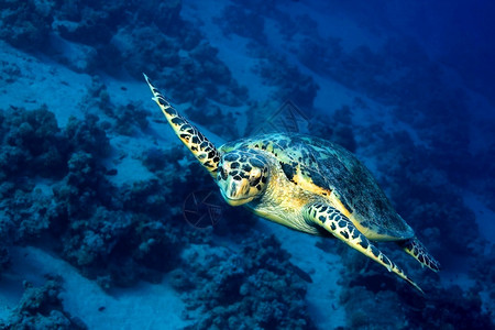 临海可爱的迈达斯绿龟Cheloniamydas珊瑚礁红海埃及非洲图片