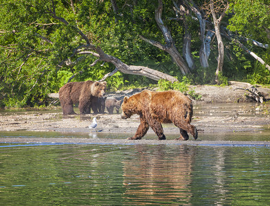 灰熊女户外夏季在湖边的堪察加棕熊图片