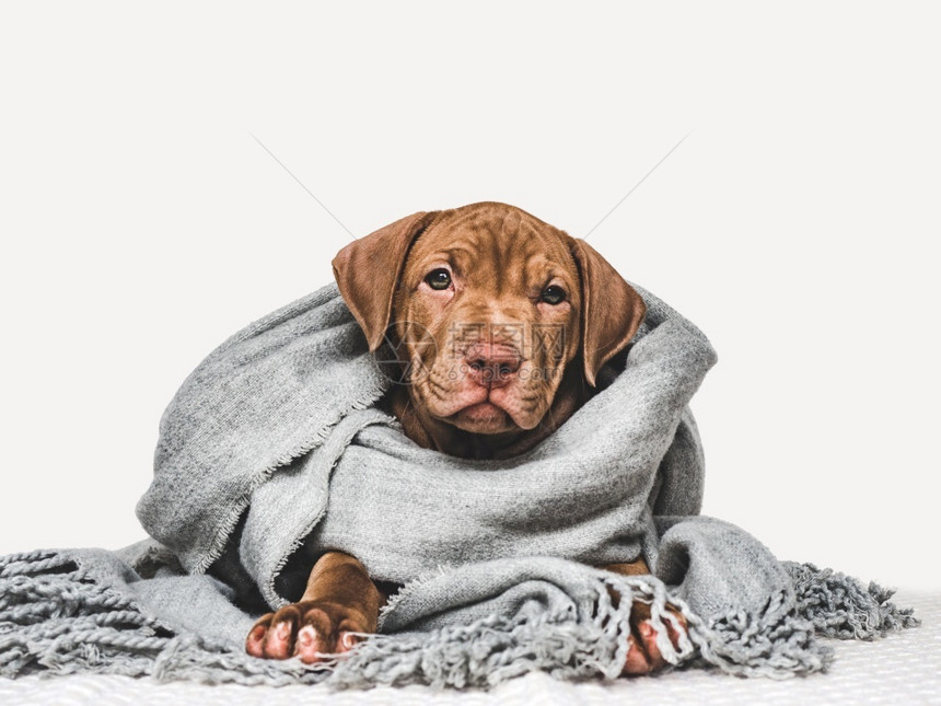 穿着灰色围巾的年轻迷人小狗紧贴孤立的背景摄影工作室照片料教育培训和饲养动物的概念裹着灰色围巾的年轻小狗白色秋天在室内图片