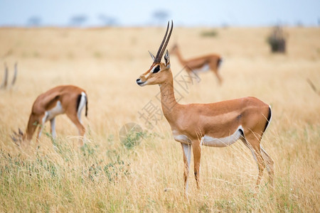 肯尼亚大草原上的一些羚羊肯尼亚大草原上的羚羊景观夏天游戏图片