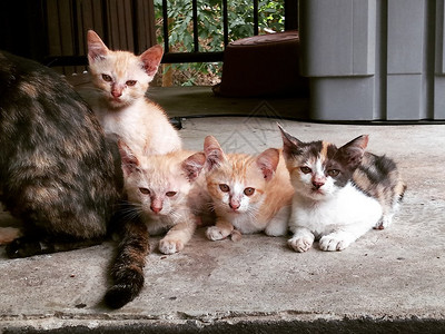 一群小猫咪毛茸的颜色坐图片