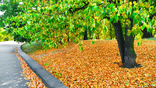 棕色的秋天公园瀑布和树木阳光环境的图片