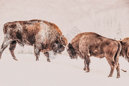 欧洲野牛BisonGoodsus在冬季自然栖息地牛科喇叭户外图片