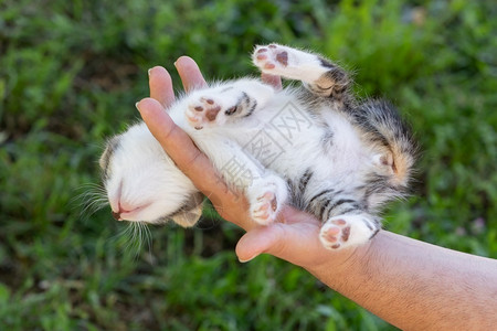 小猫手握着的上下颠倒动物有趣的挂高清图片