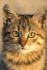 甜的年轻可爱小猫咪肖像复制图片