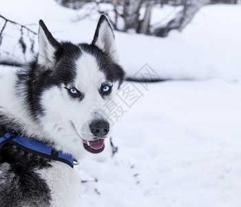 雪橇哈士奇在托儿所的狗冬天哈士奇托儿所的狗为了颜色图片