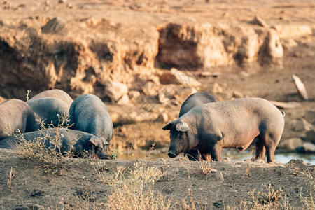 哺乳动物埃斯特雷马杜拉在自由的猪农场背景图片