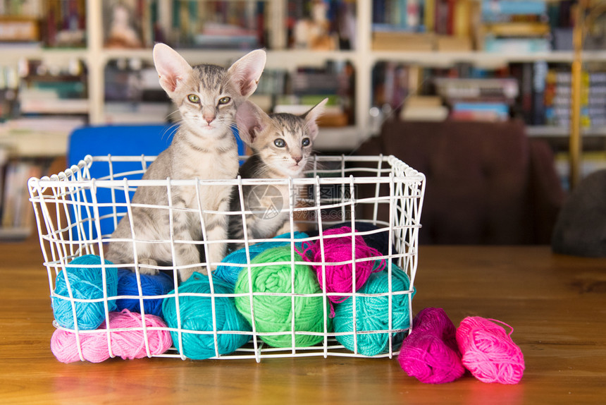 猫科动物球蓝东方短发小猫羊毛篮有条纹的图片