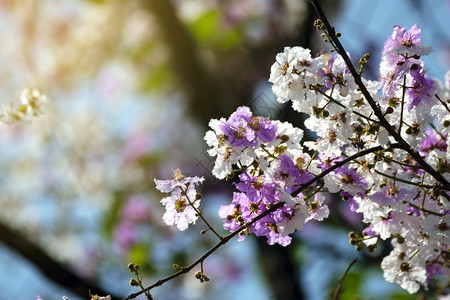 春天桃花盛开的白芳香疗法美丽的装饰品图片