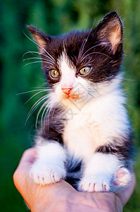 黑色猫小猫美丽的人类手掌中黑白小甜美猫咪人们背景