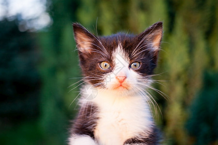 白色的人类手掌中黑白小甜美猫咪人们迷的背景图片