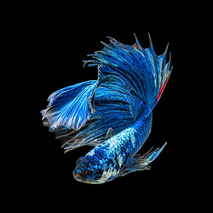 黑色背景中的蓝色斗鱼背景图片