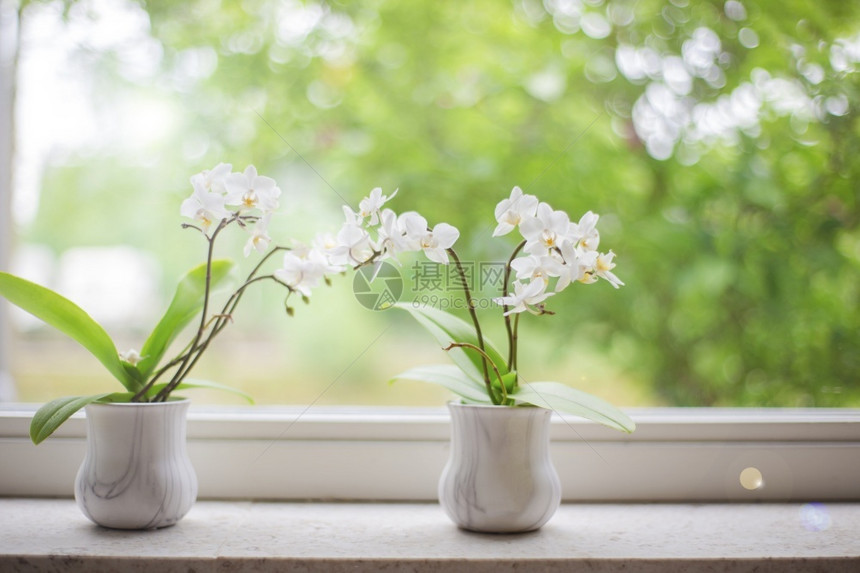 窗台上两朵精致的白兰花图片
