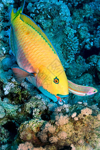 环境的临海鹦鹉鱼珊瑚礁红海埃及非洲水下图片