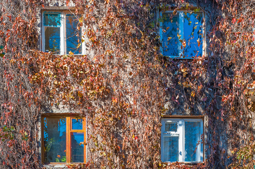生长结石房子的正面是用野葡萄编织的秋天藤蔓房子窗户正面是用野葡萄编织的杂草丛生图片
