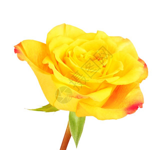 庆典单黄色玫瑰花白底孤立于橙自然图片