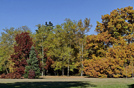 保加利亚索非Vrana公园的多彩秋天森林有美丽的树枝林有很多黄绿红棕和黄色叶子草地棕色的绿旅行背景图片