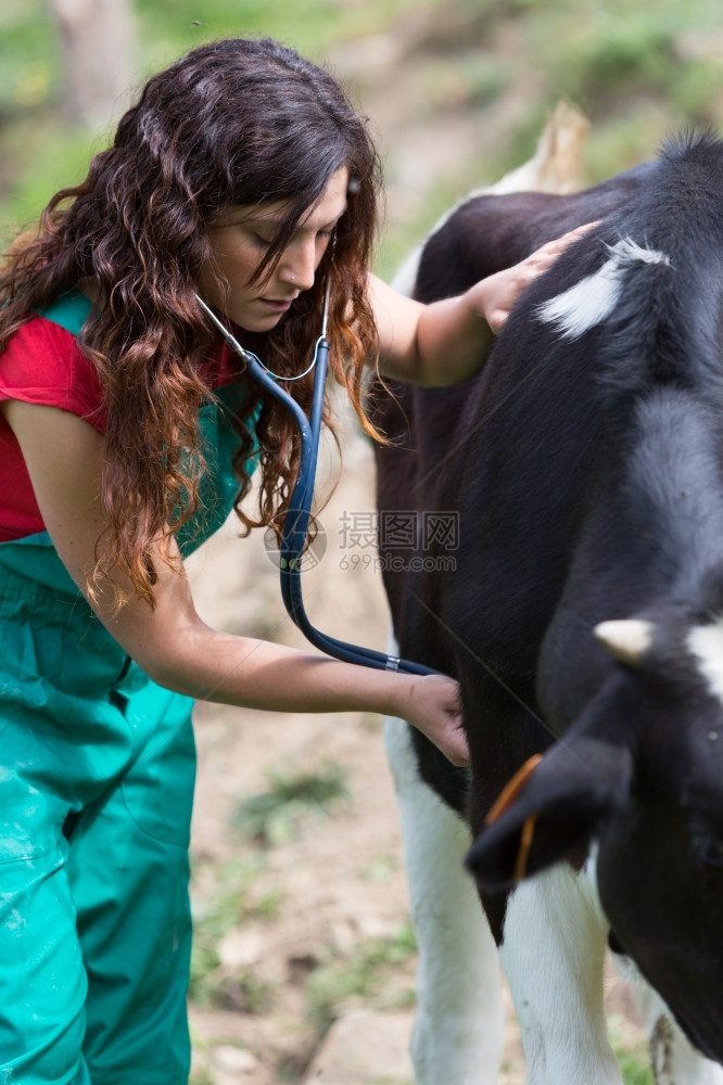 给奶牛进行检查的兽医图片