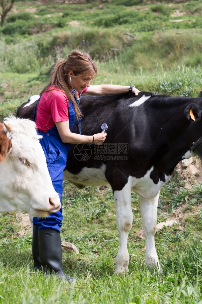 兽医在农场给奶牛进行检查图片