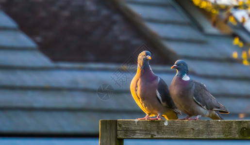 亲密鸽子常见的灰色保持两对普通木鸽坐在束上共同的欧裔鸽子背景