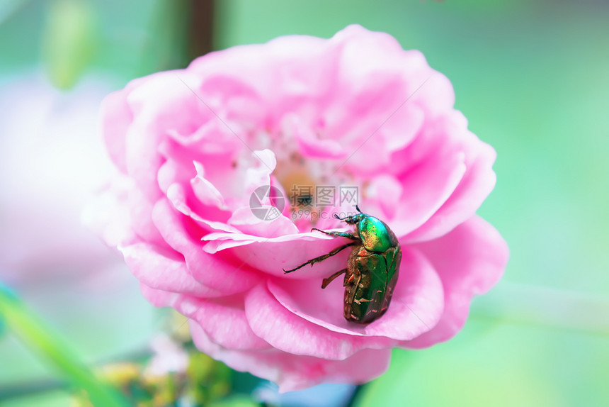 植物害虫切费尔在玫瑰花上吃早饭有选择的焦点在玫瑰花朵上大绿甲虫闪亮的图片