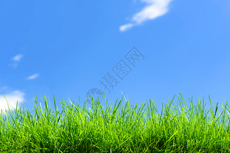 蓝色天空背景复制间上的新鲜绿草田间自然景观蓝天背景空间农业地平线场图片