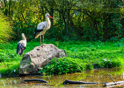 树木欧亚农村在水面的岩石上站立着白普通的欧洲鸟类图片