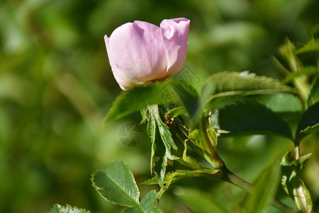 库尔曼长成的粉红色野生花头在一条教灌木中的树枝上园艺玫瑰果图片