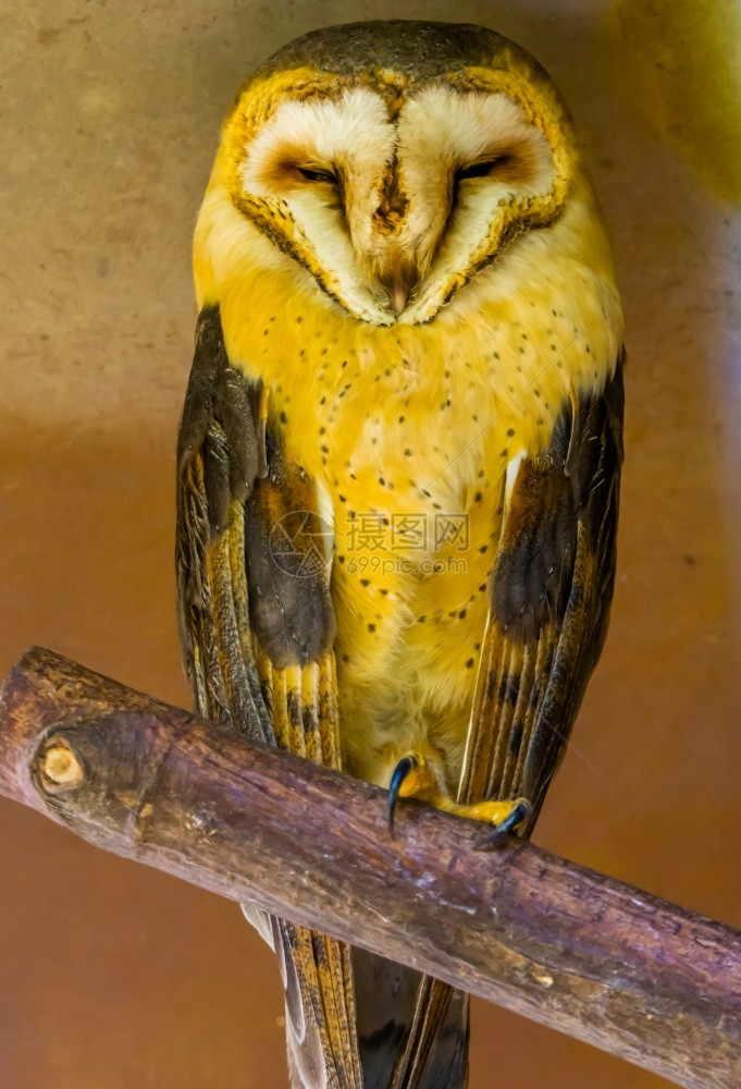 荒野来自荷兰的鸟种普通谷仓猫头鹰美丽的肖像泰托欧洲图片