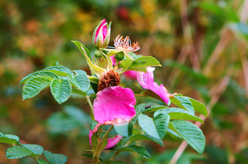 玫瑰果多格罗斯粉红色的野玫瑰花灌木丛上的野玫瑰花瓣灌木丛上的野玫瑰花瓣衬套图片