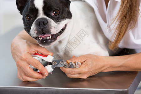 修饰哺乳动物狗的法国斗牛犬理发师剪指甲爪子图片