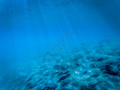 珊瑚礁上的水下海洋生物鲨鱼蓝色的活图片