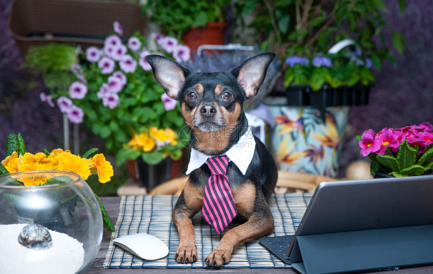 压力快乐的远程工作主题在桌面上以颜色打领带的狗在线图片
