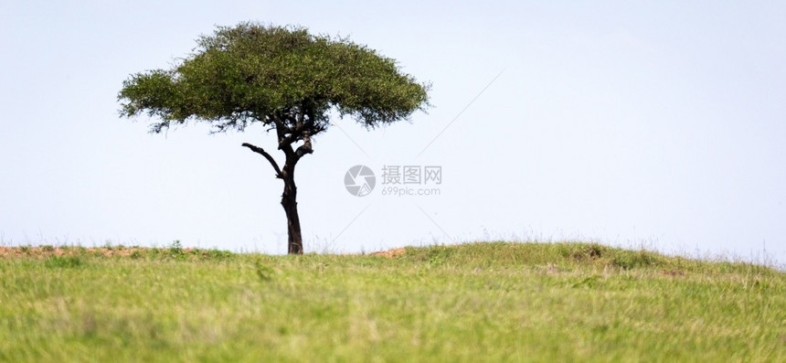 国民蓝色的肯尼亚草原中间的一棵大树肯尼亚草原中间的一棵大树马赛图片