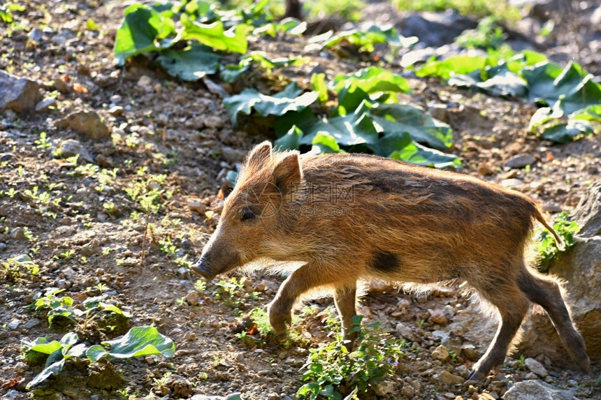 年轻的美丽小猪自然野生的幼猪森林里野猪动物团体新的图片