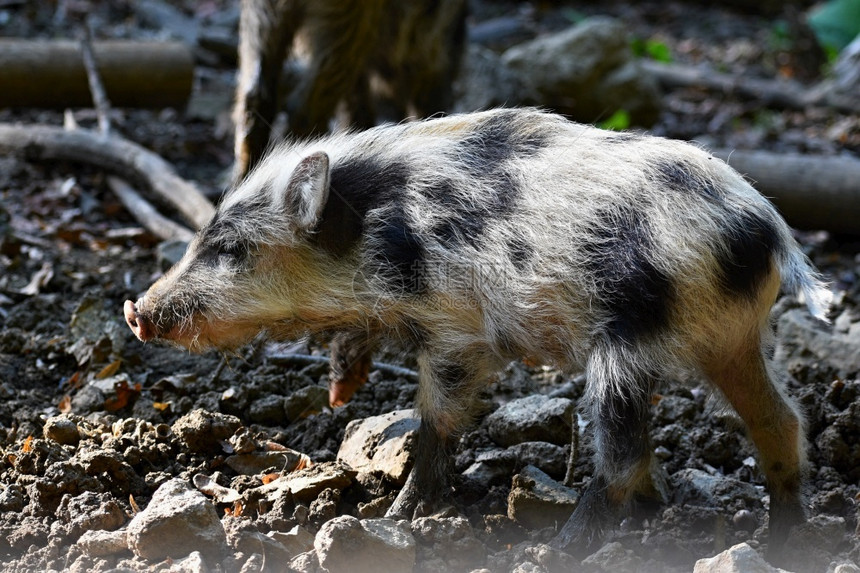 猫头鹰美丽的小猪自然野生的幼猪森林里野猪动物新公图片
