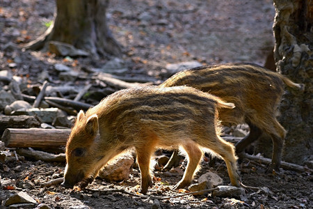 幼兽有蹄的美丽小猪自然野生的幼猪森林里野猪动物户外图片