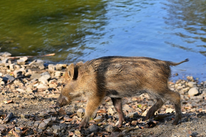 春天户外团体美丽的小猪自然野生的幼猪森林里野猪动物图片