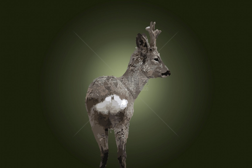 眼睛青鹿绿背景上方的插图哺乳动物轴图片
