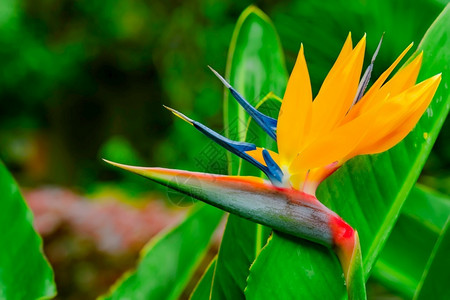 链霉菌植物柔软的鹤望兰美丽天堂鸟花在绿叶的背景上柔和焦点热带花卉特内里费岛加那利群西班牙背景图片