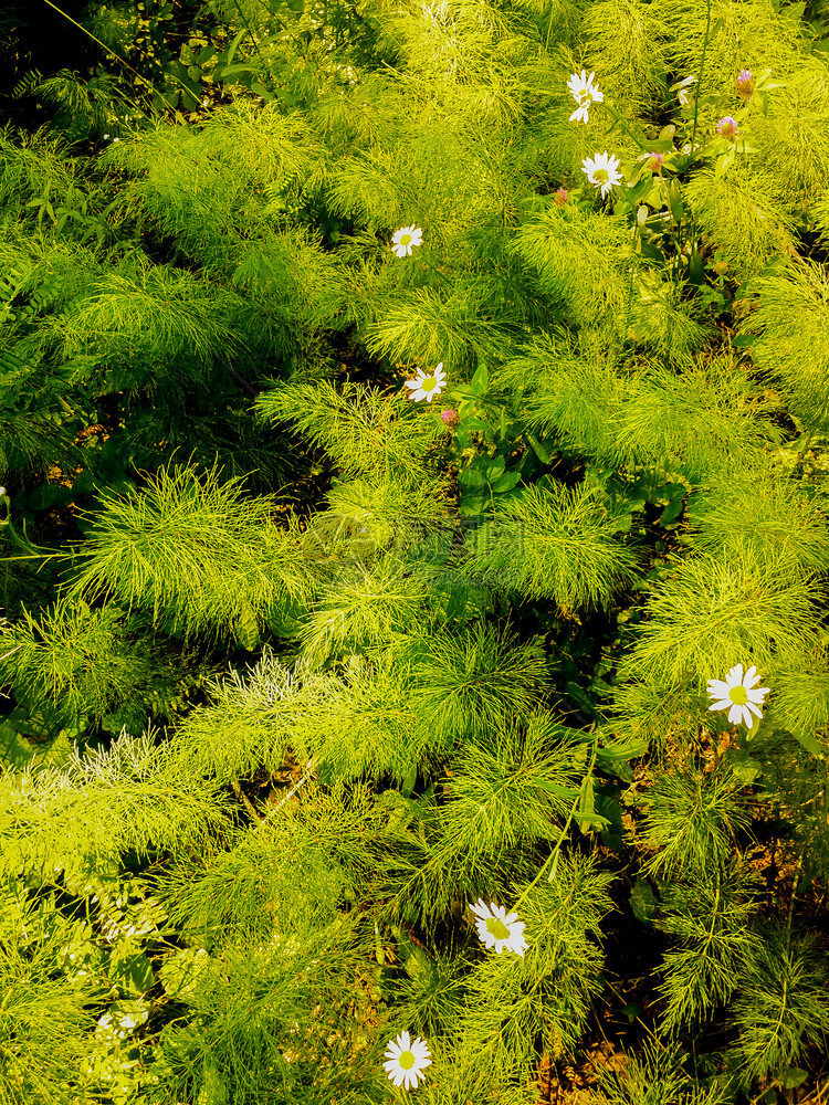 生长植物群或者Equisetumarvense野地马尾或普通草药植物夏季地绿尾图片