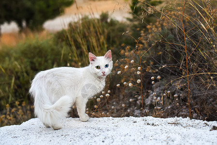 蓝色背景白猫不同的一只无家可归白猫眼睛有不同颜色质为Heterochromiairidium动物一种背景